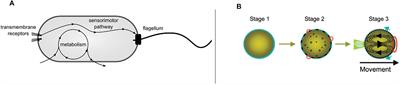 Interactive Models in Synthetic Biology: Exploring Biological and Cognitive Inter-Identities